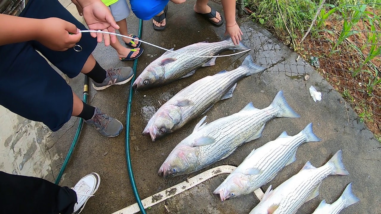 Tennessee Stripedbass Fishing “BIG FISH”