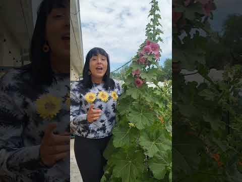 Video: Hollyhock Plant Care - Hoe stokrozen te kweken