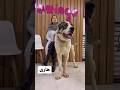 واکسن هاری از واجباته Dogs دامپزشکی واکسن هاری از واجباته Dogs دامپزشکی