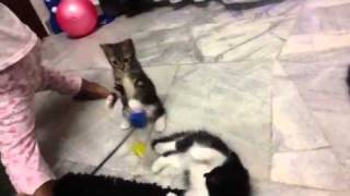 Tiger Lily And Nina Star