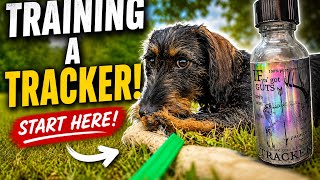 Turning a Puppy Into a Tracking Dog