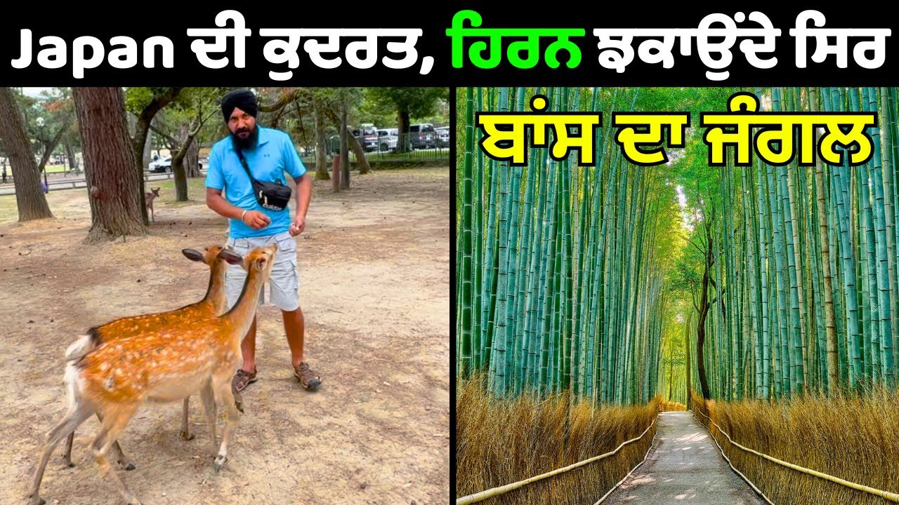 ⁣ਹਿਰਨਾਂ ਨਾਲ ਭਰਿਆ Nara Park | ਮਸ਼ਹੂਰ Bamboo Forest Walk ਤੇ 1000+ ਲਾਲ Torii Gates | Japan Trip