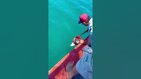 Jig cá cá thu biển