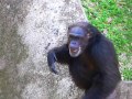 Chimpanse in Dominican Zoo asking for a treat