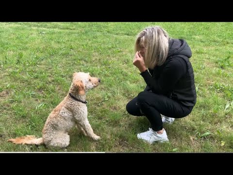 ASMR Glücksmomente | Mein Hund Kalle | Entspannung & Einschlafhilfe