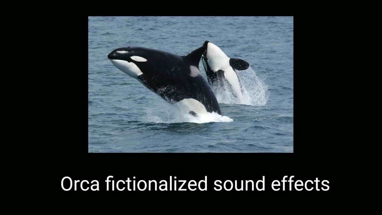 Orca Sound Effect All Orca fictionalized sound effects. - YouTube