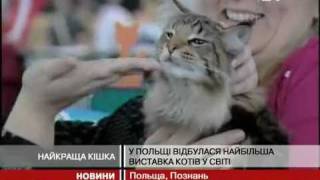 В Польше прошла крупнейшая выставка кошек в мире В Польше прошла крупнейшая выставка кошек в мире