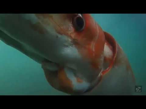 فيديو: حبار همبولت - العملاق الغامض لأعماق البحار