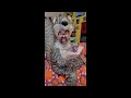 Beatrix Potter’s classic “The Tale of Squirrel Nutkin”