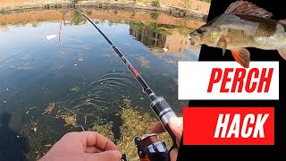 How to catch Perch  The EASY way