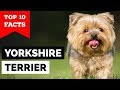 Yorkshire Terrier – Top 10 Facts (Toy Dog) の動画、YouTube動画。