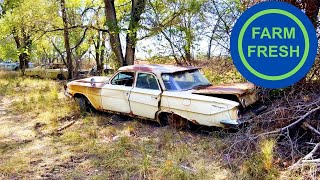 I Bought a BUNCH of Old Cars & Trucks! SAVED from the crusher! (For Now)