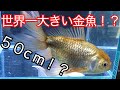 世界一大きい金魚を飼う!その金魚の名は!?
