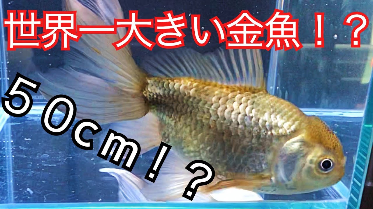 世界一大きい金魚を飼う その金魚の名は Youtube