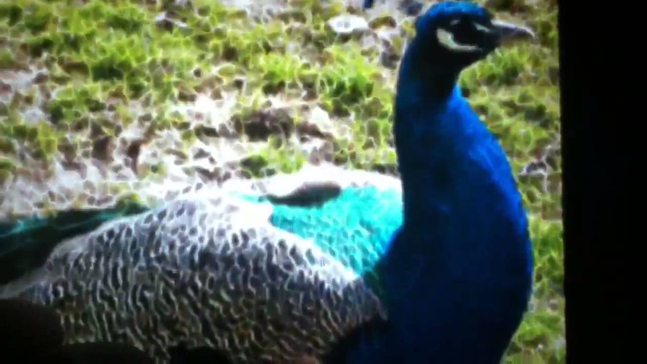 camera iphone 8 plus apk Dramatic peacock