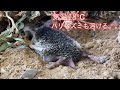 ちょっと予想外だった。砂漠のハリネズミの涼み方。Desert hedgehog in the hot weather.