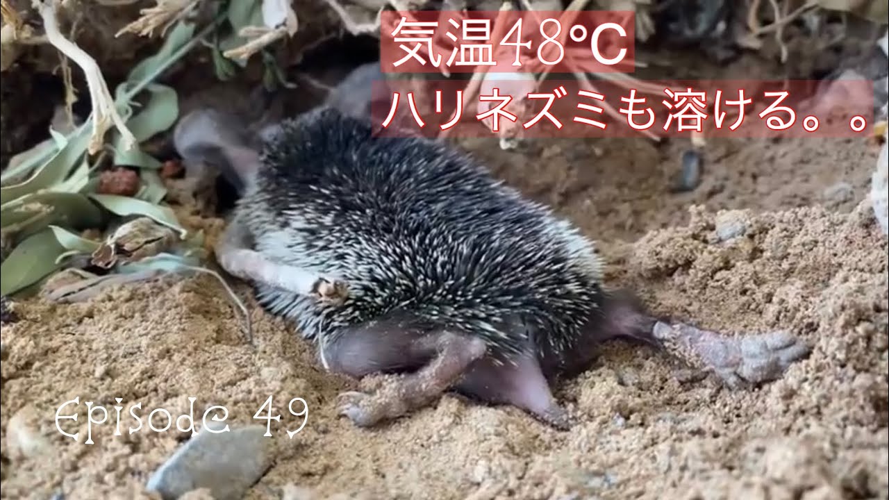 ちょっと予想外だった。砂漠のハリネズミの涼み方。Desert hedgehog in