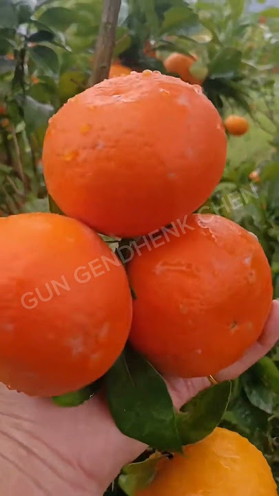 Jeruk Keprok #jerukkeprok #shorts #shortsfeed #shortsvideo