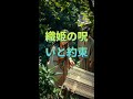 織姫の呪いと約束