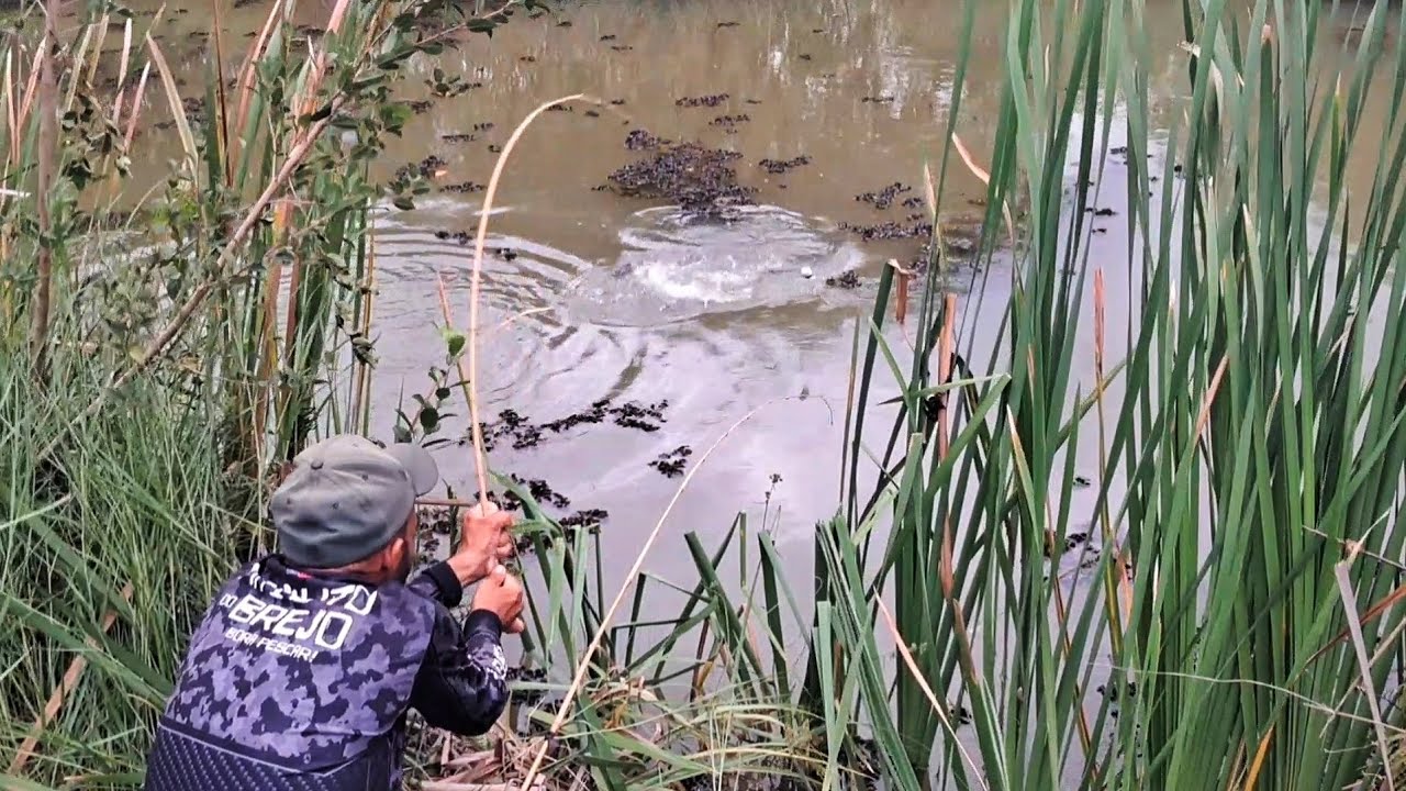 Pensei que a pescaria seria ruim, mais quando bateu a primeira foi uma atrás da outra
