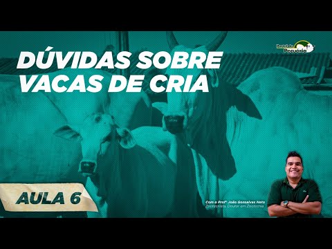 Duvidas sobre vacas de cria  - Aula 6