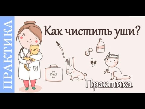 Как чистить уши собаке. Советы ветеринара.