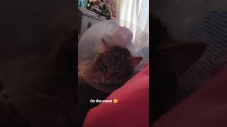 Leo cat update