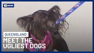 Brisbane’s Ugliest Dog Crowned For 2026 | 10 News