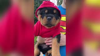 Rottweiler Puppies That Will Melt Your Heart! 🖤