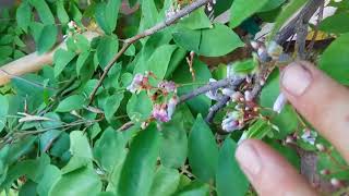 STARFRUIT! Growing Carambola in the desert of Arizona!