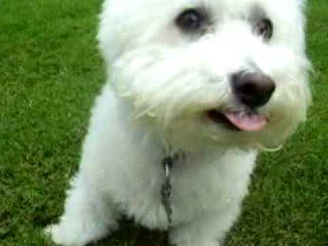 White Fluffy Dog You White Fluffy Dog You