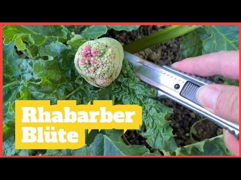 Unbedingt jetzt die #Rhabarberblten entfernen fr eine bessere #Ernte!  #rhabarber