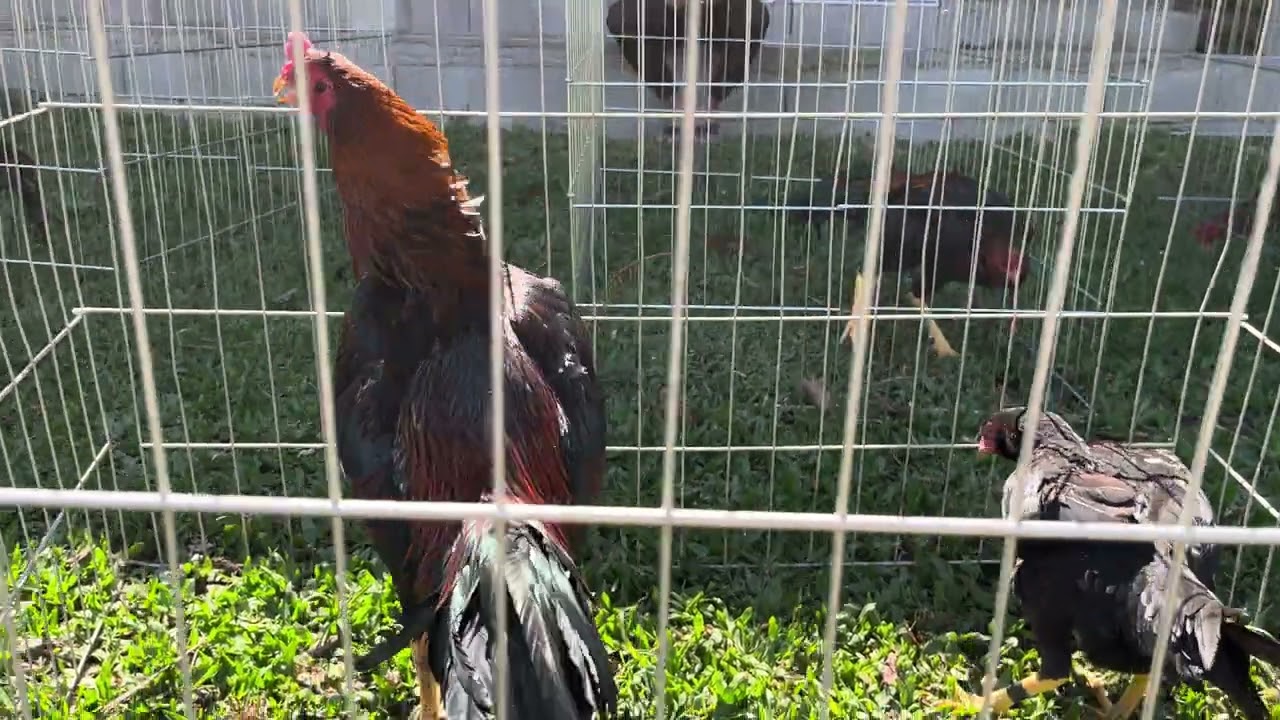 Novos Reprodutores do Criatório Paraná!