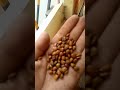 طحن الخروب و تصفياته من لابيب