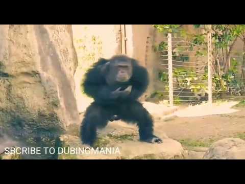 funny-animals-dance-on-mala-amdar-zalyasarkh-wattay-by-dubbingmania