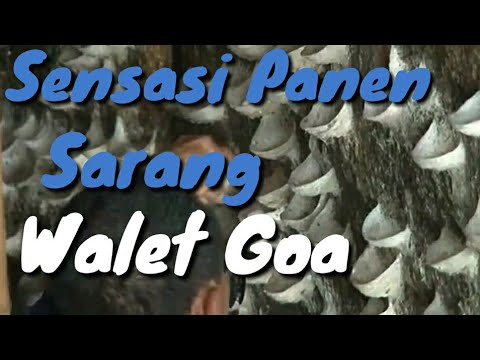 sensasi-panen-sarang-walet-di-goa/-amati-ilmu-kacasusu-rbw