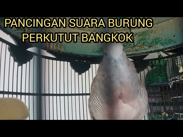 PANCINGAN BURUNG PERKUTUT BANGKOK GACOR class=