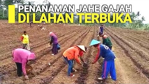 CARA PENANAMAN JAHE GAJAH DI LAHAN TERBUKA
