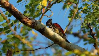 Subic Bay Woodpeckers