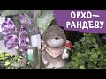 Новые встречи с орхидеями в ТЦ "Твой дом". (Обзор орхидей, 29 сентября)