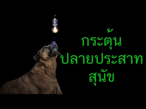 กระตุ้นปลายประสาทสุนัข ยารักษาสุนัขขาอ่อนแรง กายภาพสุนัข Pantip สุนัขไม่มีแรงเดินเซ