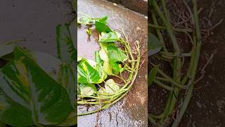 মানিপ্লান্ট লাগালে জীবনে মানি আসে #garden #shorts #moneyplant #plants #nature #gardening #gardentips