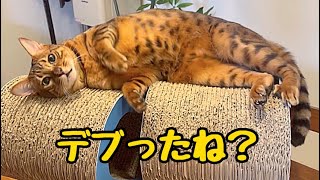 デブ化したイケメン猫が夫には神対応で私には塩対応してきます