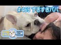 No.465 すきすきパパ【 二代目フレンチブルドッグのミルコ French bulldog , MIRCO THE SECOND 】