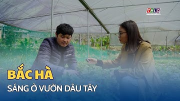 Sáng ở vườn dâu tây | THLC