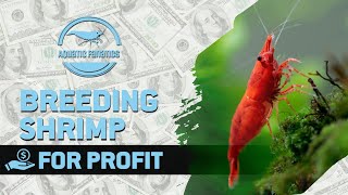 Breeding Shrimp for Profit: My Experience So Far