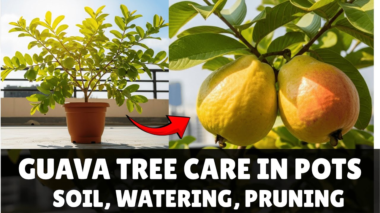 Guava Tree Care in Pots | Soil, Watering, Pruning & Fruiting Tips