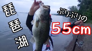 琵琶湖モンスター降臨！和邇浜で巨大ブラックバス