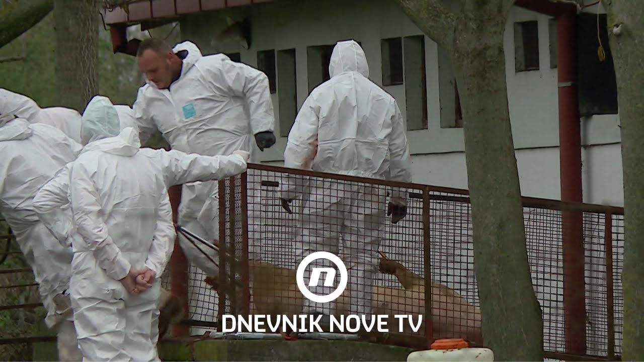 Opasna bolest hara Baranjom, kruže brojne teorije kako je došla u ovu regiju | Dnevnik Nove TV