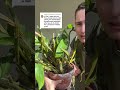 Callista dendrobium care